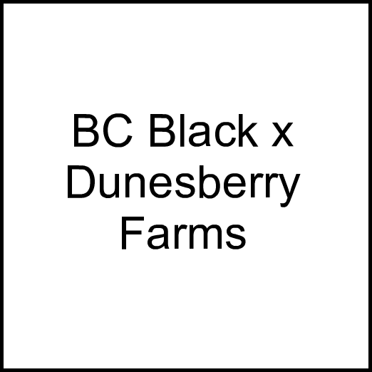 Cannabis Brand BC Black x Dunesberry Farms