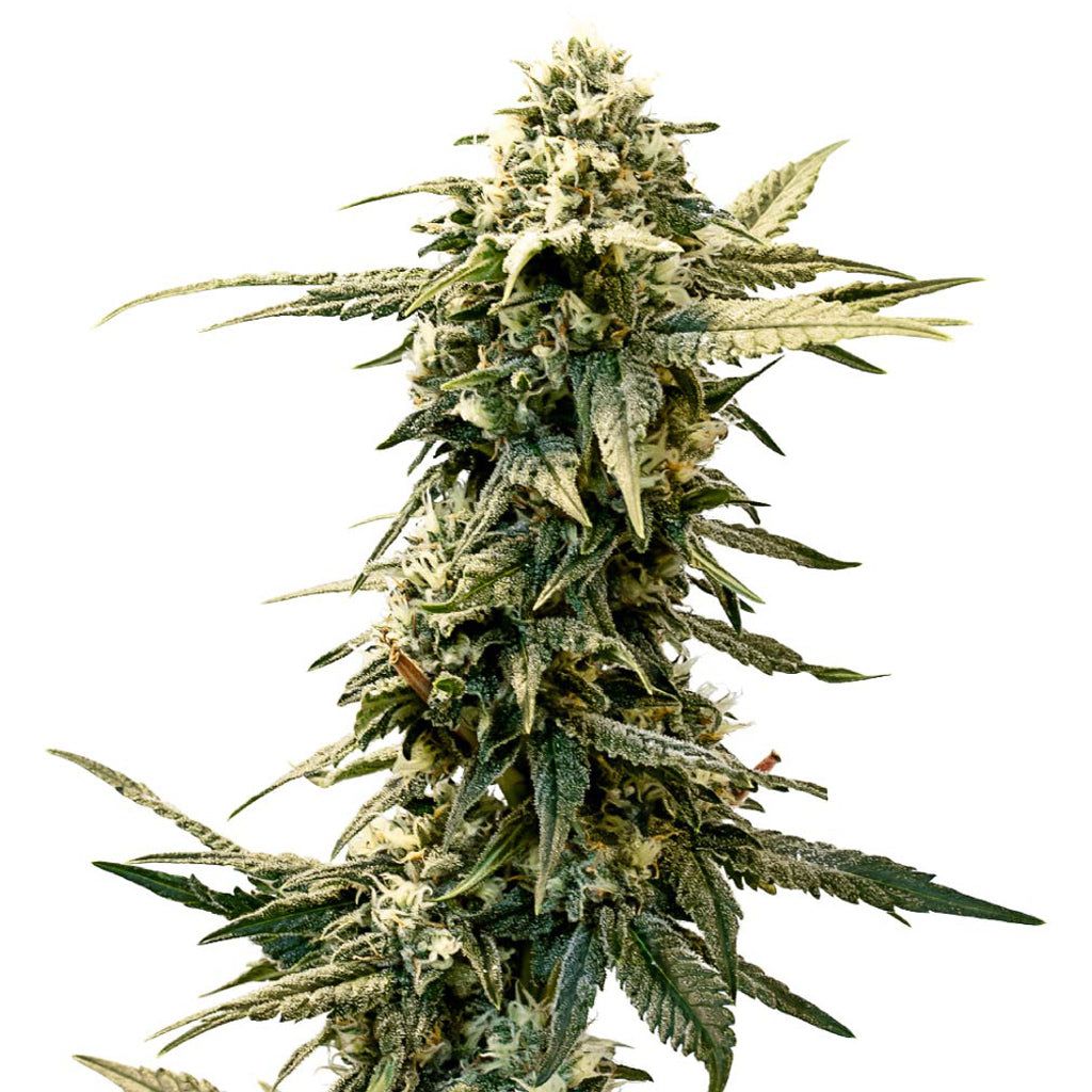 Cannabis Product AK-47 X UK Cheese Seeds (Autoflower) by 34 Street Seed Co.