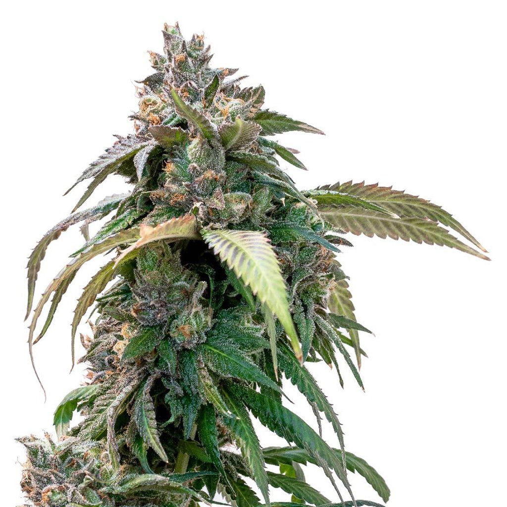 Cannabis Product Pink Lemonade Seeds (Feminized) by 34 Street Seed Co.