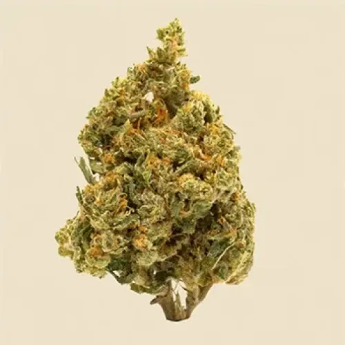 Cannabis Product B.C CBD Kush by Canna Farms