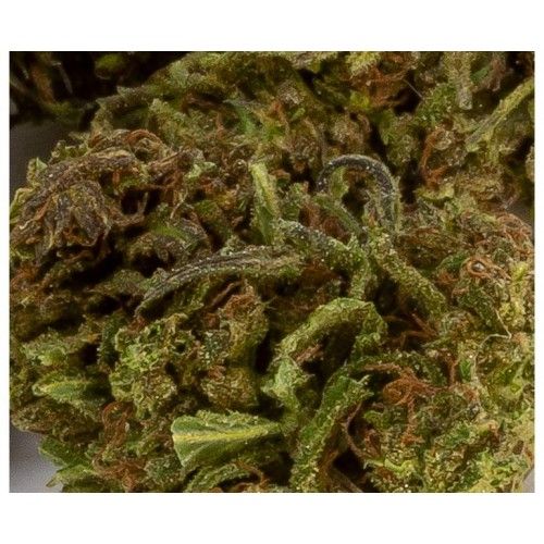 Cannabis Product Francos Lemon Cheese by 48North - 2
