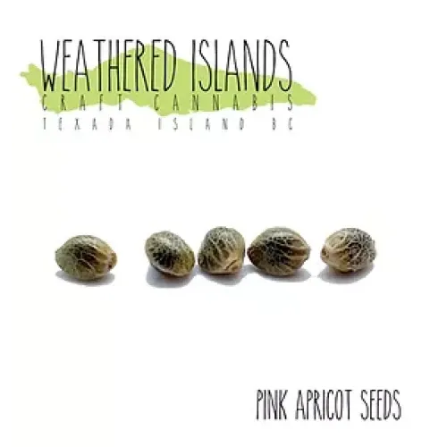 Cannabis Product Pink Apricot seeds by Weathered Islands Craft Cannabis